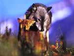 Wolf mother and pup