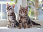 Beautiful Kittens