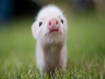 piglet