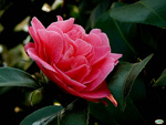 Pink Camelia