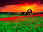 Poppies Field