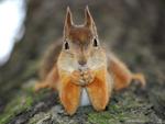 Squirrel posing