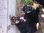 My Dads German Shepherd Pups