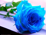A Blue Rose