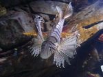 lion fish