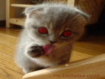 EVIL KITTY