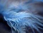 Blue Feathers