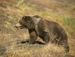 large brown bear