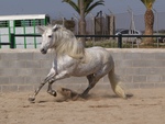 Andalusian