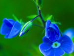 Blue Flower
