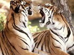 tigers