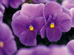 Purple Violets