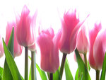 Pink Tulips