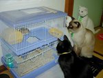 cats watching hamster