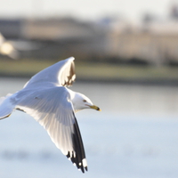 Seagull in flight