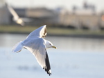 Seagull in flight