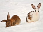 Rabbits in the snow