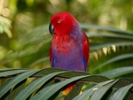 Beautiful red parrot