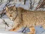 Lynx