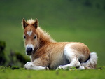Cute horse