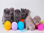 Beautiful Kittens