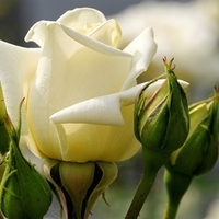 White rose