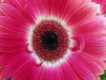 Gerber Daisy