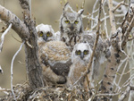 Mama Owl and Her Cubs