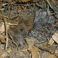 hedgehogs