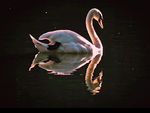 Night Swan Reflection