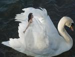 Ride a White Swan