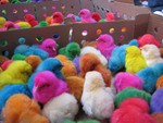 easter chicks