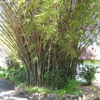 Bamboo Tree