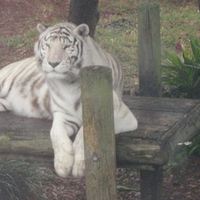 White Tiger