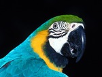 Macaw