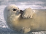 Baby Seal