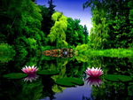 Lily pond