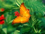 Beautiful Butterfly