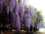 wisteria curtains