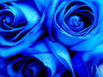 Blue Roses