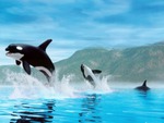 orca's
