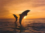 dolphins at a sunset
