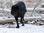 Black Wolf