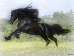 Black Stallion