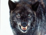Big Black Wolf