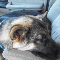 AN EXHAUSTING DAY AT THE DOG PARK