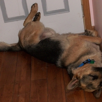 My Master Sleeps on His Back so I Thought I Would Try It