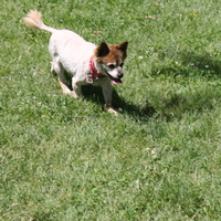 I'm Searching For a Fox