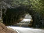 forest tunnel