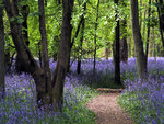 bluebell path